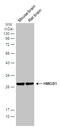 High Mobility Group Box 1 antibody, GTX628834, GeneTex, Western Blot image 