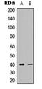 Autophagy-related protein 16-2 antibody, orb304687, Biorbyt, Western Blot image 