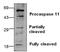 Caspase 4 antibody, GTX59705, GeneTex, Western Blot image 