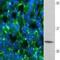 Proteolipid Protein 1 antibody, GTX85465, GeneTex, Immunohistochemistry paraffin image 