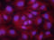 Endothelin Receptor Type B antibody, AF4496, R&D Systems, Immunofluorescence image 
