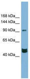 Mastermind Like Transcriptional Coactivator 3 antibody, TA342460, Origene, Western Blot image 