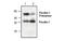 Ficolin 1 antibody, MBS837763, MyBioSource, Western Blot image 