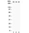 FAS antibody, R32114, NSJ Bioreagents, Western Blot image 