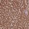 Alcohol Dehydrogenase 1A (Class I), Alpha Polypeptide antibody, NBP2-46756, Novus Biologicals, Immunohistochemistry paraffin image 