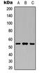 Angiopoietin Like 3 antibody, LS-C354286, Lifespan Biosciences, Western Blot image 