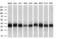 Eukaryotic Translation Initiation Factor 2 Subunit Alpha antibody, GTX84582, GeneTex, Western Blot image 