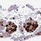 Cystatin S antibody, NBP2-33430, Novus Biologicals, Immunohistochemistry frozen image 