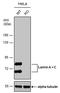 Lamin A/C antibody, PA5-78042, Invitrogen Antibodies, Western Blot image 