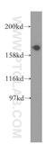 Eukaryotic Translation Initiation Factor 5B antibody, 13527-1-AP, Proteintech Group, Western Blot image 