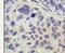 Ubiquitin Specific Peptidase 8 antibody, PA5-12004, Invitrogen Antibodies, Immunohistochemistry frozen image 