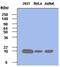 Peptidylprolyl Cis/Trans Isomerase, NIMA-Interacting 1 antibody, NBP1-22956, Novus Biologicals, Western Blot image 