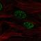 SMAD Specific E3 Ubiquitin Protein Ligase 2 antibody, HPA071508, Atlas Antibodies, Immunofluorescence image 