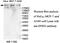 Zinc Finger Homeobox 3 antibody, MBS415998, MyBioSource, Western Blot image 