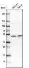 Inhibitor Of Nuclear Factor Kappa B Kinase Regulatory Subunit Gamma antibody, HPA000426, Atlas Antibodies, Western Blot image 