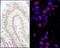 Protein Phosphatase 4 Regulatory Subunit 3A antibody, NB100-2879, Novus Biologicals, Immunohistochemistry paraffin image 