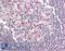 BCL2 Related Protein A1 antibody, LS-B450, Lifespan Biosciences, Immunohistochemistry frozen image 