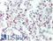Bone Morphogenetic Protein 2 antibody, LS-B10206, Lifespan Biosciences, Immunohistochemistry frozen image 