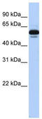 Retinoid X Receptor Alpha antibody, TA334734, Origene, Western Blot image 