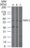 TNFAIP3 Interacting Protein 2 antibody, NB100-56701, Novus Biologicals, Western Blot image 