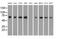 Aryl Hydrocarbon Receptor Nuclear Translocator Like antibody, MA5-25133, Invitrogen Antibodies, Western Blot image 