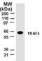 RING finger protein 84 antibody, TA336671, Origene, Western Blot image 