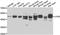  antibody, LS-C349090, Lifespan Biosciences, Western Blot image 