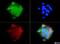 Insulin Like Growth Factor 1 Receptor antibody, NBP1-77680, Novus Biologicals, Immunocytochemistry image 