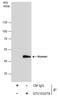 Homer Scaffold Protein 1 antibody, GTX103278, GeneTex, Immunoprecipitation image 