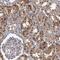 Proteasome Subunit Beta 2 antibody, PA5-55305, Invitrogen Antibodies, Immunohistochemistry frozen image 