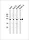 Vanin 1 antibody, 61-281, ProSci, Western Blot image 