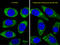Autophagy Related 16 Like 1 antibody, LS-C156571, Lifespan Biosciences, Immunofluorescence image 