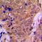 Histone Deacetylase 6 antibody, orb214950, Biorbyt, Immunohistochemistry paraffin image 