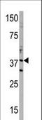 DIMT1 RRNA Methyltransferase And Ribosome Maturation Factor antibody, LS-B10564, Lifespan Biosciences, Western Blot image 
