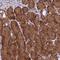 RCC1 Domain Containing 1 antibody, NBP1-93517, Novus Biologicals, Immunohistochemistry frozen image 