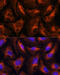 Fibrinogen Gamma Chain antibody, 19-773, ProSci, Immunofluorescence image 