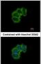 Eukaryotic Translation Initiation Factor 4B antibody, PA5-29540, Invitrogen Antibodies, Immunofluorescence image 