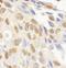 Lysine-specific demethylase 2A antibody, IHC-00528, Bethyl Labs, Immunohistochemistry paraffin image 