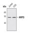 Actin Related Protein 3 antibody, PA5-17288, Invitrogen Antibodies, Western Blot image 