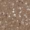 NSF Attachment Protein Gamma antibody, NBP1-86491, Novus Biologicals, Immunohistochemistry frozen image 