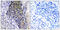 Mitochondrial Ribosomal Protein L34 antibody, GTX87218, GeneTex, Immunohistochemistry paraffin image 