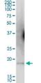 Guided Entry Of Tail-Anchored Proteins Factor 1 antibody, H00007485-B02P, Novus Biologicals, Western Blot image 