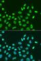Chromobox 5 antibody, LS-C747673, Lifespan Biosciences, Immunofluorescence image 