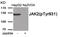 Janus Kinase 2 antibody, 79-983, ProSci, Western Blot image 