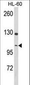 Dynamin 3 antibody, LS-C167489, Lifespan Biosciences, Western Blot image 