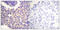 Arrestin Beta 1 antibody, 79-784, ProSci, Immunohistochemistry paraffin image 