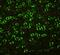 Abl Interactor 1 antibody, PA1001, Boster Biological Technology, Immunofluorescence image 