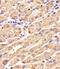 Glutathione Synthetase antibody, MBS9214860, MyBioSource, Immunohistochemistry frozen image 