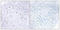 SMAD Family Member 3 antibody, LS-C199589, Lifespan Biosciences, Immunohistochemistry paraffin image 