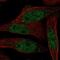 RAB8B, Member RAS Oncogene Family antibody, PA5-67354, Invitrogen Antibodies, Immunofluorescence image 